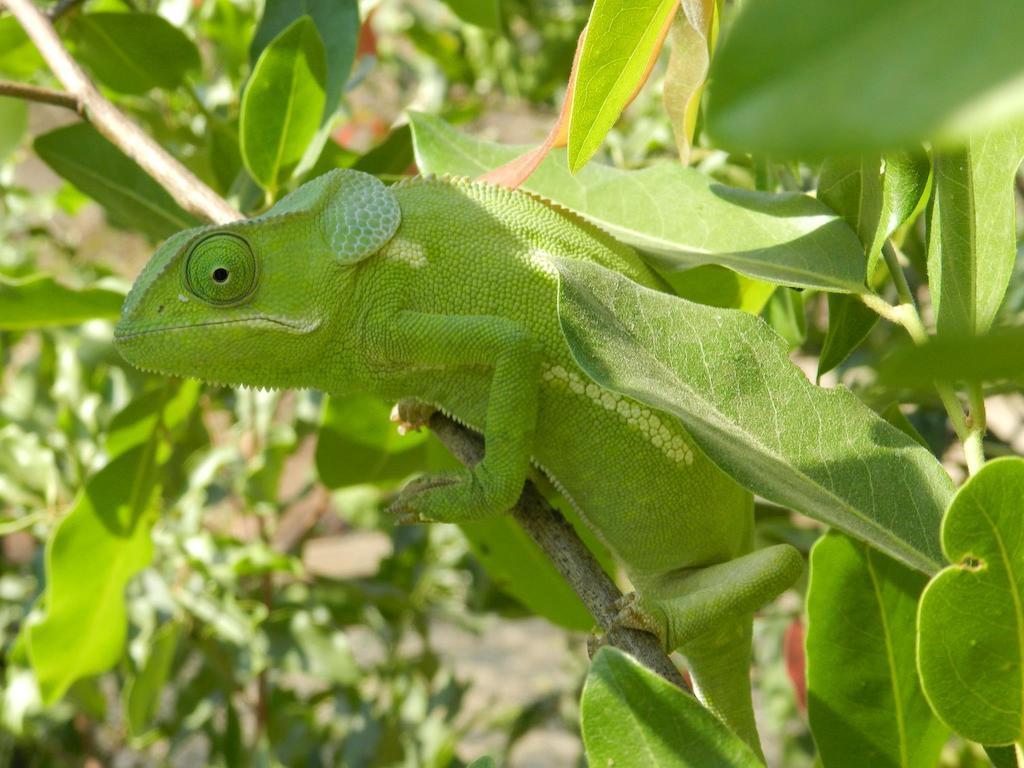 Munga Eco-Lodge Livingstone Bagian luar foto