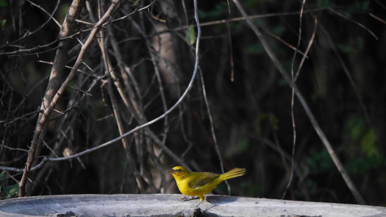 Munga Eco-Lodge Livingstone Bagian luar foto